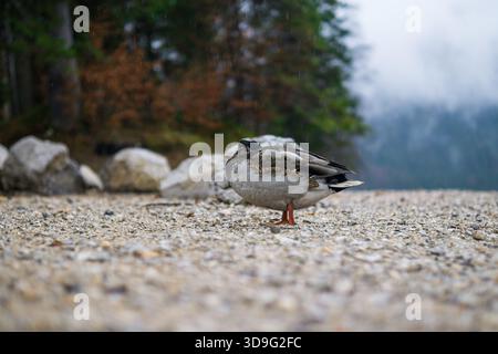 Canard colverts mâle reposant paisiblement avec sa tête nichée dans ses plumes arrières sur une côte de Gravelly. Banque D'Images