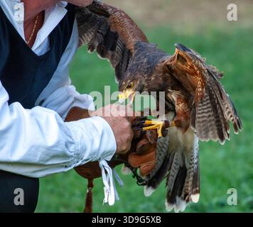 Falconer tenant un faucon Harris sur une main gantée, nourrissant l'oiseau de proie et démontrant le lien entre l'entraîneur et l'animal lors d'un événement extérieur de jour Banque D'Images
