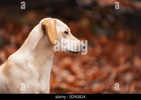 Élégant grand chien de gingembre parmi la mousse et les feuilles d'automne tombées Banque D'Images
