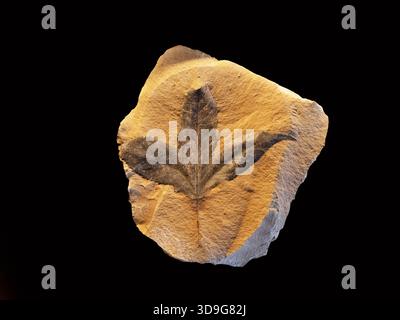 Feuille fossilisée Sycamore Macginitiea Wyomingensis, Musée d'histoire naturelle, Vienne, Autriche Banque D'Images