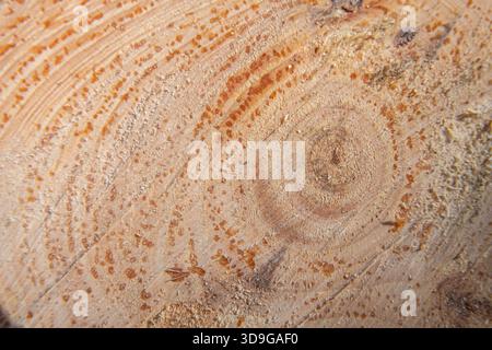 Macro photographie de la coupe transversale d'un tronc d'arbre avec des anneaux de croissance visibles et des gouttes de résine, soulignant la texture naturelle du bois et de l'orga Banque D'Images