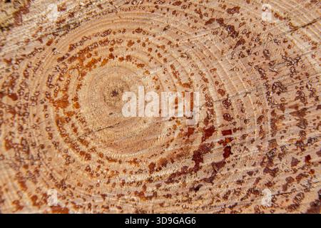 Macro photographie de la coupe transversale d'un tronc d'arbre avec des anneaux de croissance visibles et des gouttes de résine, soulignant la texture naturelle du bois et de l'orga Banque D'Images