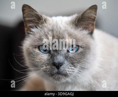 Chat gris plus ancien avec yeux bleu perçant, détail gros plan Banque D'Images