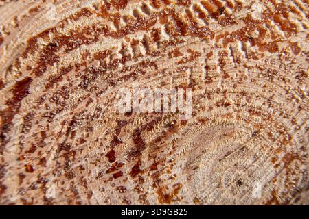 Macro photographie de la coupe transversale d'un tronc d'arbre avec des anneaux de croissance visibles et des gouttes de résine, soulignant la texture naturelle du bois et de l'orga Banque D'Images