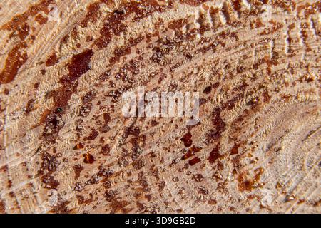 Macro photographie de la coupe transversale d'un tronc d'arbre avec des anneaux de croissance visibles et des gouttes de résine, soulignant la texture naturelle du bois et de l'orga Banque D'Images