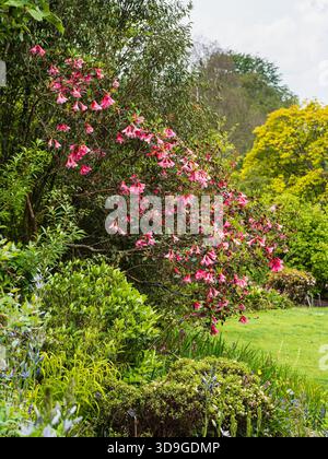 Fleurs de cloche rose, fin de printemps de la rustique Rhododendron cinnabarinum 'Waterfall' dans une frontière à The Garden House, Devon, Royaume-Uni Banque D'Images