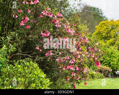 Fleurs de cloche rose, fin de printemps de la rustique Rhododendron cinnabarinum 'Waterfall' dans une frontière à The Garden House, Devon, Royaume-Uni Banque D'Images