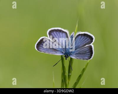 Papillon bleu commun (Polyommatus icarus) mâle, Ehrwald, Autriche Banque D'Images