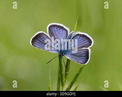 Papillon bleu commun (Polyommatus icarus) mâle, Ehrwald, Autriche Banque D'Images