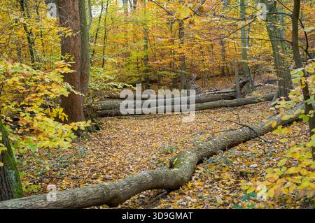 Un tronc d'arbre tombé repose sur un plancher forestier couvert de feuilles d'automne. Les arbres changent de couleur, indiquant que la saison est l'automne. L'arbre est tombé du Banque D'Images
