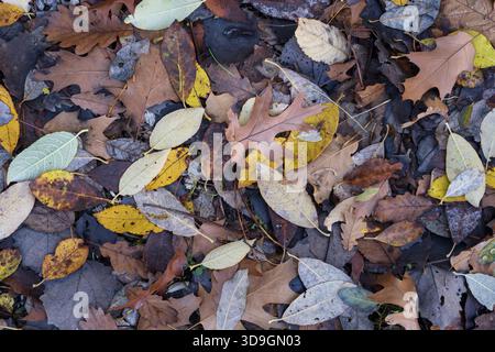 Feuilles d'automne tombées de différentes formes et couleurs formant une texture de fond de forêt saisonnière naturelle Banque D'Images