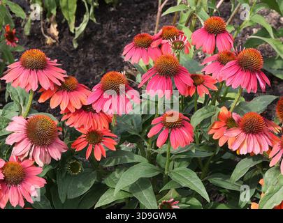 Sombrero Tango Tangerine Coneflower, Echinacea 'Balsomotan', Asteraceae. Ils ne sont indigènes que dans l'est et le centre de l'Amérique du Nord, où ils poussent Banque D'Images