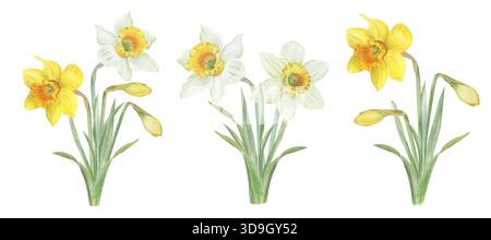 Un ensemble de peintures à l'aquarelle de jonquilles jaunes et blanches sur un fond blanc. Une collection d'éléments botaniques : fleurs, bourgeons et feuilles dans un Banque D'Images