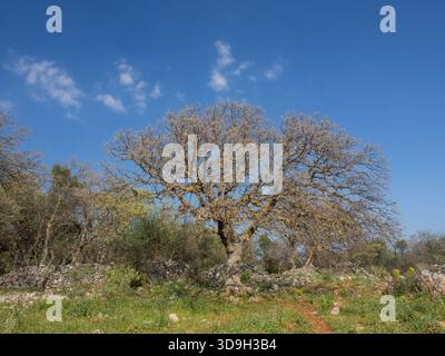Chêne du mont Tabor (Quercus ithaburensis) venant en feuilles près d'Akrogiali sur la péninsule de Mani, dans le Péloponnèse Banque D'Images