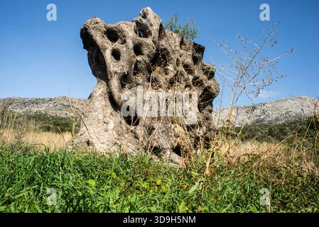 Le tronc d'olivier antique reste après l'abattage Banque D'Images
