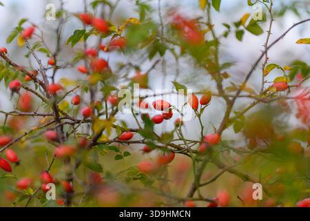 Une représentation magnifique et belle de baies rouges vives sur un buisson luxuriant, entouré de riches feuilles vertes Banque D'Images