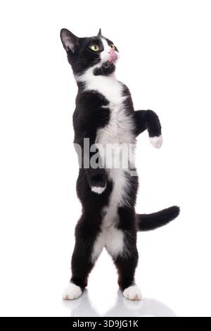 Chat Tuxedo élevant et debout sur ses pattes arrière, studio tourné sur un fond blanc. Le chat a faim, lève les yeux et lèche la bouche Banque D'Images