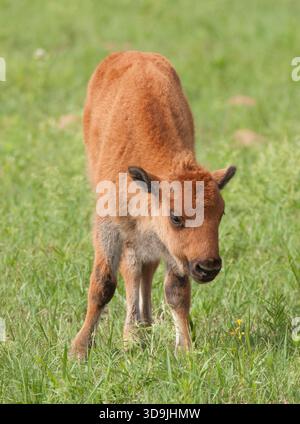 Jeune bison (bison) debout seul dans le refuge faunique des montagnes Wichita près de Lawton, Oklahoma, scène printanière. Banque D'Images