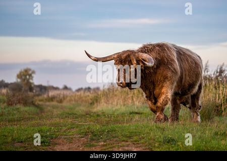 Le bétail des Highlands paissant sur les fens Banque D'Images