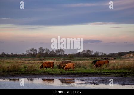 Le bétail des Highlands paissant sur les fens Banque D'Images
