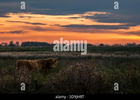 Le bétail des Highlands paissant sur les fens Banque D'Images