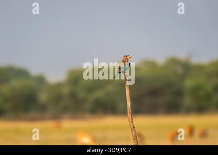 Oiseau en colère rouleau indien ou Coracias benghalensis gros plan avec contrecollage des yeux perché sur la branche pendant la migration de la saison hivernale à tal chhapar blackbuck Banque D'Images