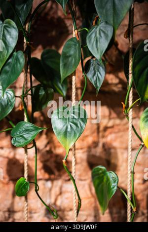 Plante grimpante Philodendron avec des feuilles vertes en forme d'entendre à la maison, des cordes utilisées par les plantes pour le soutien Banque D'Images