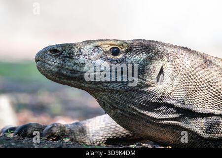 Dragon de Komodo, moniteur de Komodo, Varanus komodoensis, île de Rinca, parc national de Komodo, Indonésie Banque D'Images