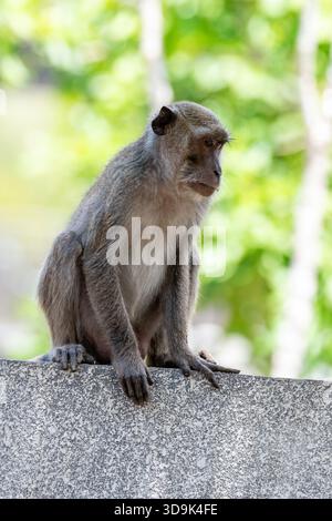 Macaque à longue queue, Macaca fascicularis, sur un mur de pierre, île de Rinca, Indonésie Banque D'Images