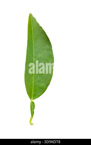 Une feuille de citron vert est isolée sur fond blanc avec chemin de détourage. Banque D'Images