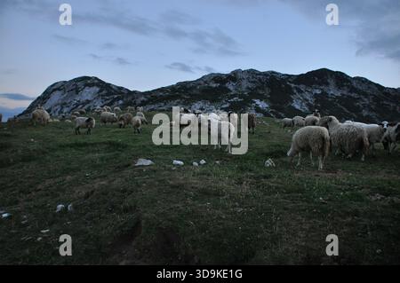 Un troupeau de moutons pèle paisiblement sur une herbe verte luxuriante tandis que le soleil se couche derrière les majestueuses montagnes, créant une atmosphère calme et sereine au crépuscule Banque D'Images