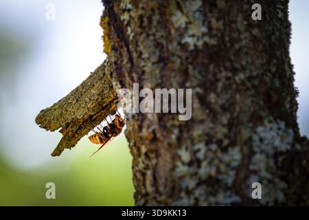 Frelon européen (Vespa crabro) arrachant un morceau d'écorce d'un tronc d'arbre à la recherche de sève ou de matériel de nidification. Banque D'Images