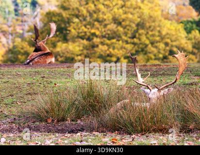 Deux cerfs de cerfs en jachère ayant une pause pendant la saison des ornières, Knole, Kent, Angleterre Banque D'Images
