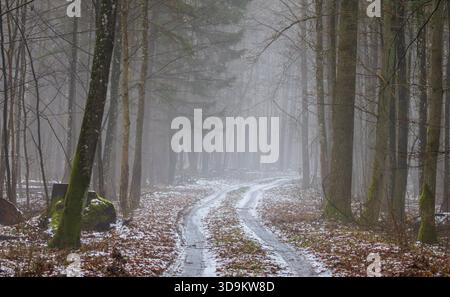 Forêt primitive brumeuse à la fin de l'automne, troncs d'arbres couverts de mousse et de lichens, branches tombées et lumière douce du matin, forêt de Bialowieza, Pologne, EUR Banque D'Images