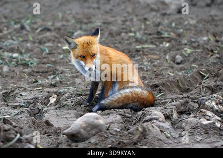 Renard roux, Vulpes vulpes, assis sur le sol dans un champ où des betteraves à sucre avaient été cultivées. Un renard au milieu de la chasse à la nourriture. Banque D'Images