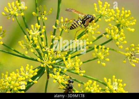 Insecte sur Foeniculum vulgare fleur en gros plan Banque D'Images