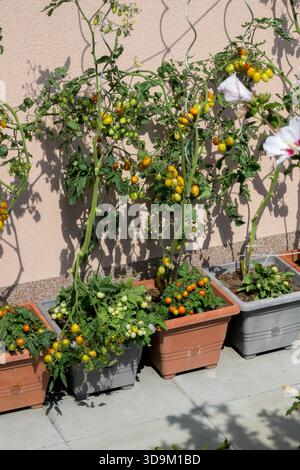 Plants de tomates dans des pots à l'extérieur à Sunny Wall Banque D'Images