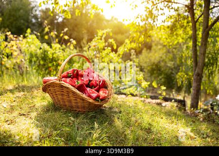 Panier en osier rempli de poivrons doux biologiques dans le jardin ensoleillé Banque D'Images