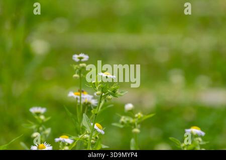 Fleurs sauvages Fleabane annuelles fleurissant dans une prairie verte luxuriante avec lumière douce du soleil Banque D'Images