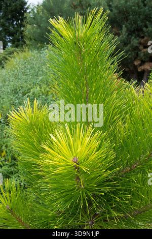 PIN de Monterey (Pinus radiata Photo Stock - Alamy