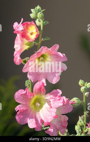 Rose, fleur d'Alcea rosea Hollyhock Althaea Banque D'Images