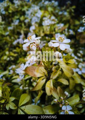 Gros plan d'une plante de romarin en fleurs, agrémentée de délicates fleurs violettes pâles et de feuilles en forme d'aiguilles d'un vert éclatant, dans un jardin naturel Banque D'Images