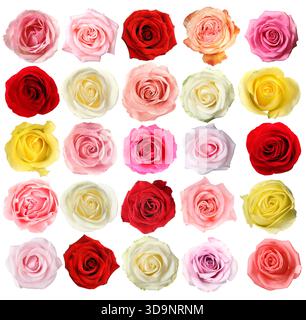 Collection de belles roses isolées sur blanc Banque D'Images