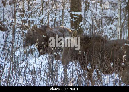 Orignal dans le parc national de Losiny Ostrov en hiver, Moscou Banque D'Images