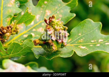 Gros plan montrant un gland infecté et déformé causé par les actions de la guêpe Knopper Oak Gall (andricus quercuscalicis). Banque D'Images