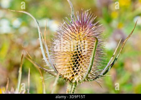 Chevalet (dipsacus fullonum), gros plan de la tête de semis épaisse de la plante commune, isolé du fond. Banque D'Images
