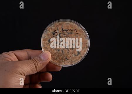 Vue macro de la croissance de colonies d'Aspergillus terreus dans une boîte de Pétri, mettant en évidence la morphologie fongique pour les études de mycologie. Banque D'Images