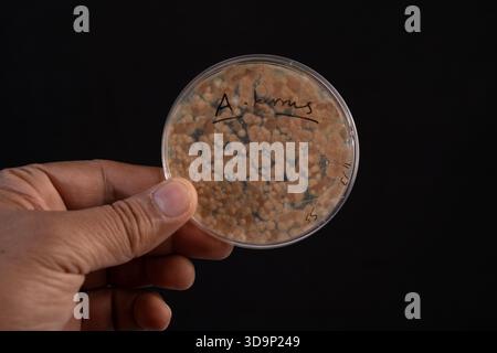 Vue macro de la croissance de colonies d'Aspergillus terreus dans une boîte de Pétri, mettant en évidence la morphologie fongique pour les études de mycologie. Banque D'Images