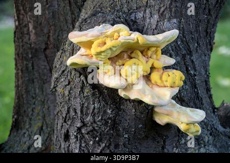 Poulet des bois champignon Laetiporus sulphureus Banque D'Images