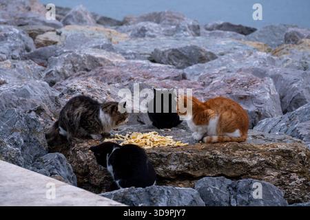 Chats errants mangeant de la nourriture près de la maison de chat sur la côte rocheuse à Pendik Istanbul Turquie, chats sauvages se nourrissant ensemble le jour d'hiver au bord de la mer avec shel Banque D'Images